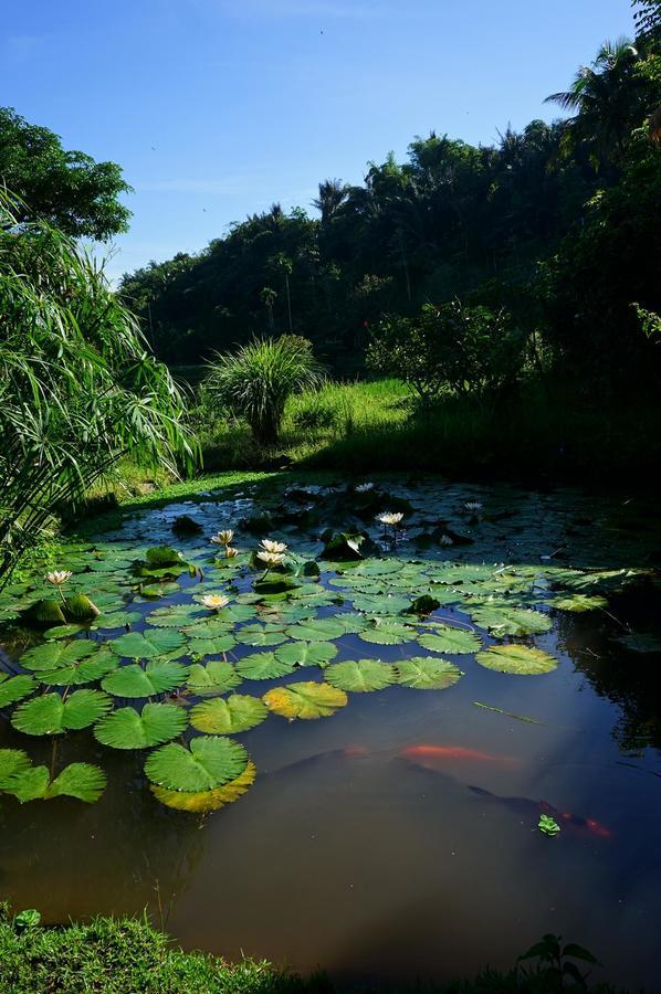 Rinjani Mountain Garden Hotell Bayan Eksteriør bilde