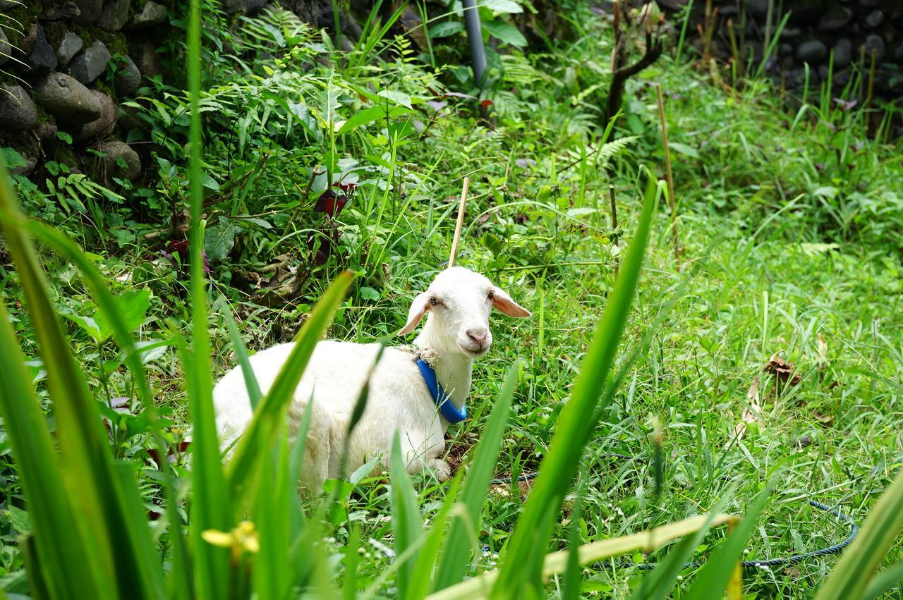 Rinjani Mountain Garden Hotell Bayan Eksteriør bilde